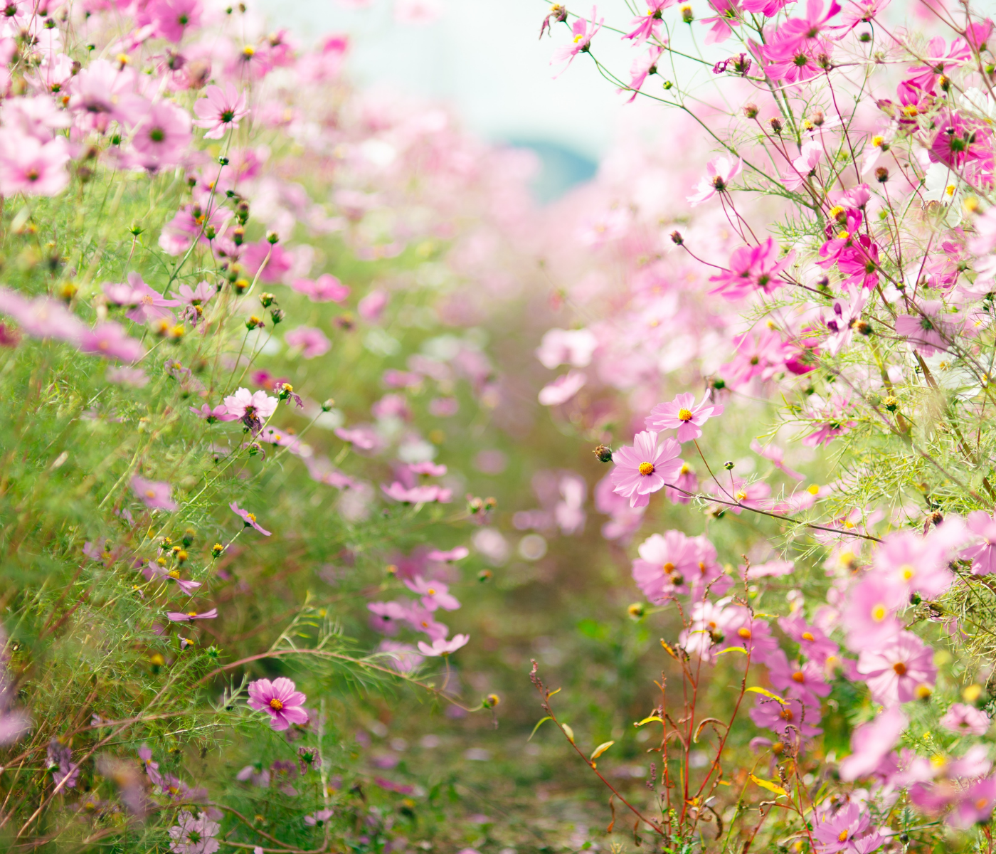 Fragrance Production