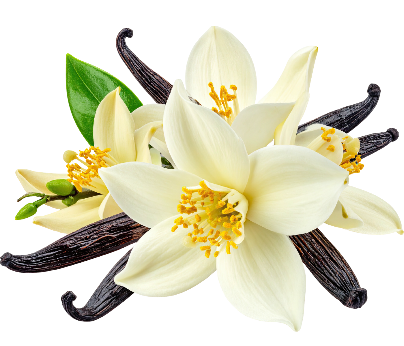 Vanilla